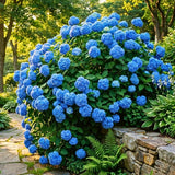 Pink Hydrangea Plant Live Tree, Rare Color, 4" Pot, Perennial and Hardy Blooming Shrub for Garden Spring Planting