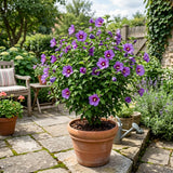 Purple Rose of Sharon Plant Live, Rose of Sharon Plant, Quart Pot, 6-10 Inches Tall, Vibrant Bloom, Purple Althea for Indoor Outdoor Growing
