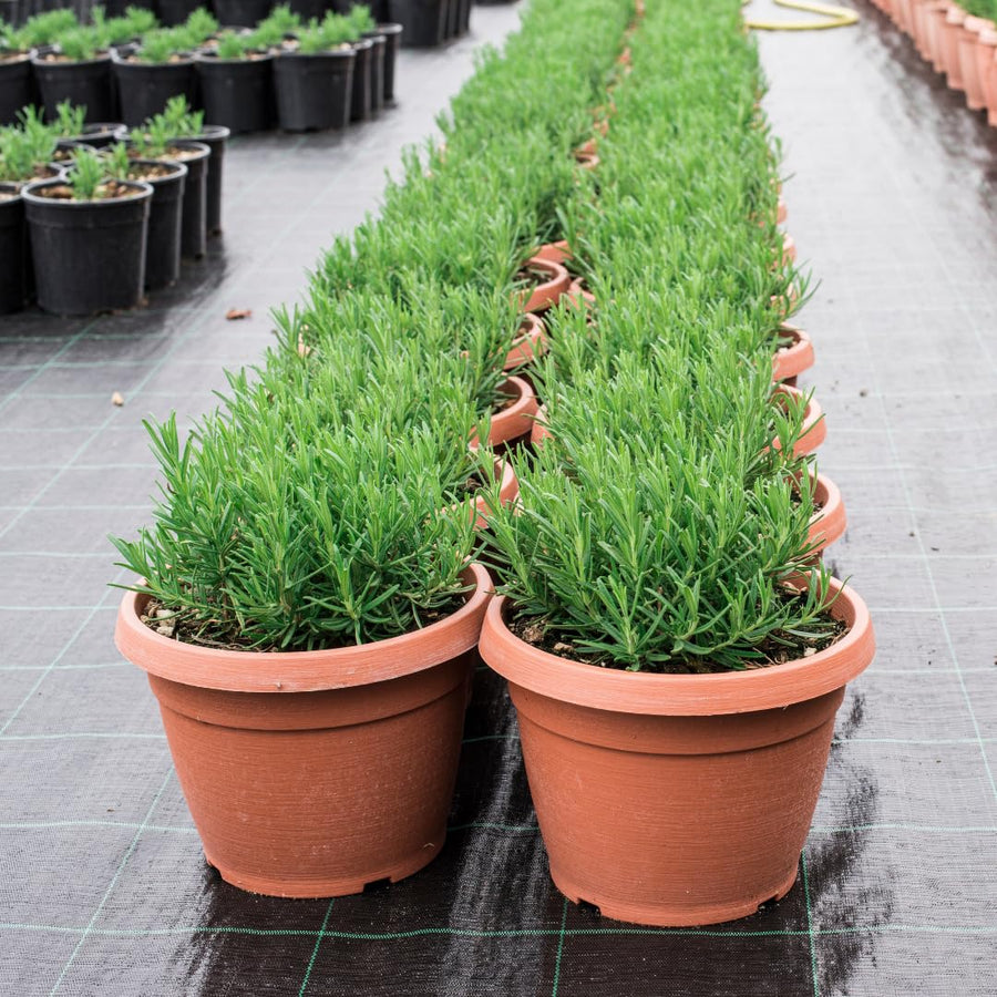 Rosemary Bush Plant Live, 10" Tall in 4" Pot, Fragrant Rosemary Live Plant for Indoors Outdoor Planting, Well-Rooted