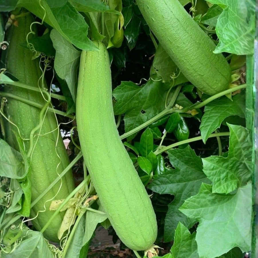 Luffa Sponge Gourd Seeds 70 Count, Loofah Seeds for Planting, Fresh Vegetable Garden Growing Seed