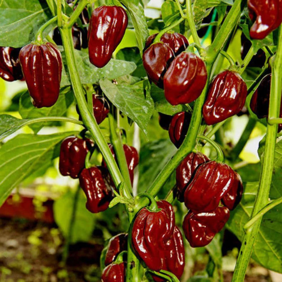20 Chocolate Scotch Bonnet Pepper Seeds for Planting, Heirloom Hot Pepper Variety