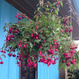 Set 2 of Hardy Fuchsia Plants Live Hanging Basket, 4 to 6 Inc Long, Blue Eyes Fuchsia Live Plant Gardening Planting