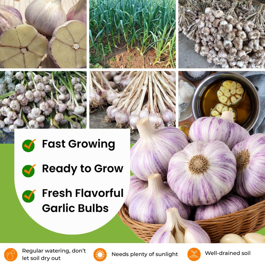 4 Music Garlic Bulbs for Planting, Large Heirloom Hardneck Seed Garlic, High Yield, Cold Hardy Fall Planting
