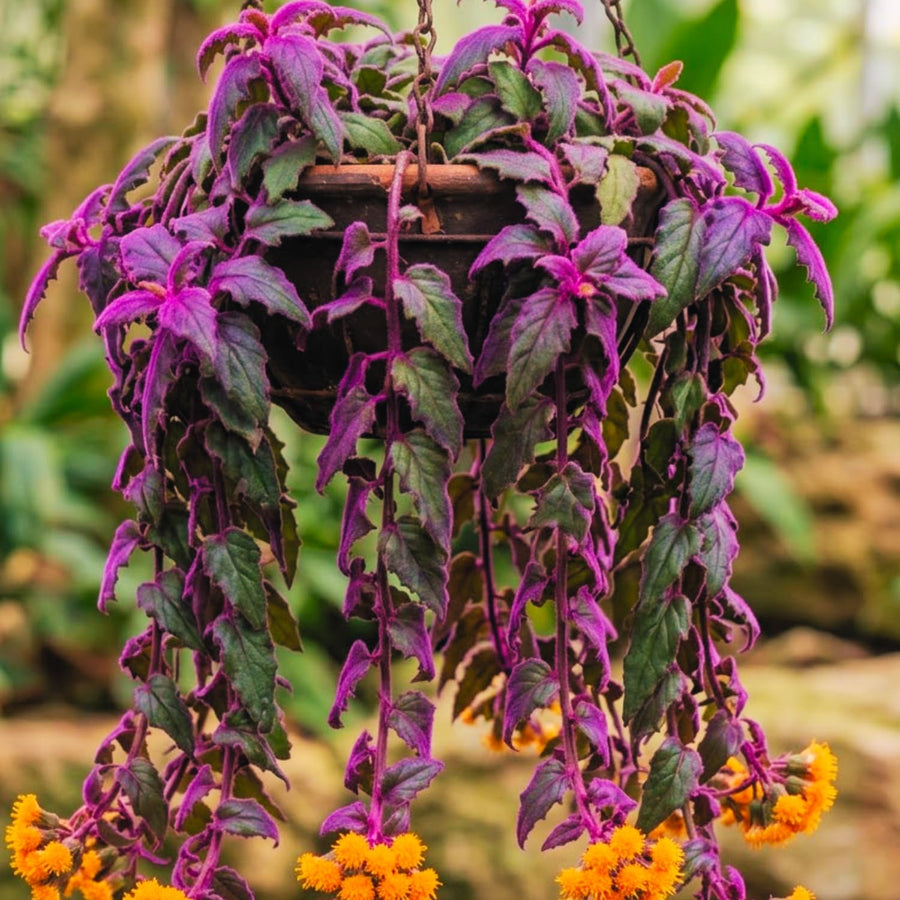 4 Purple Passion Plants Live, Gynura Aurantiaca Houseplant, Purple Velvet Foliage Indoor Tropical Plant, Trailing Vine Plant for Home Garden