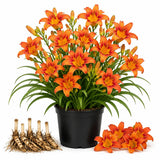 3 Red Orange Daylily Bulbs for Planting, Reblooming Daylilies Roots, Hardy Perennial Flowers Bulbs, Gardens and Borders Planting