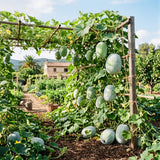 Round Ash Gourd Plant, Winter Melon Plants for Planting, 4 Inc Pot, 4-5 Inches Tall, Vegetable Plant Live for Home Garden, Ready to Grow