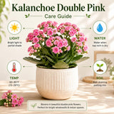 Double Pink Kalanchoe Live Plant, Double Pink Kalanchoe with Flowers, Vibrant Blooms 4-7 Inches Tall in Pot for Indoor Outdoor Houseplant