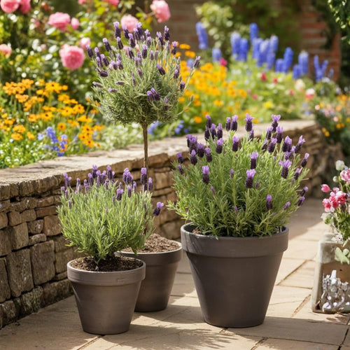 2 Purple Lavender Plants Live 4-6 Inches, Very Fragrant Lavender Shrubs, Perennial Herbs for Garden and Landscape