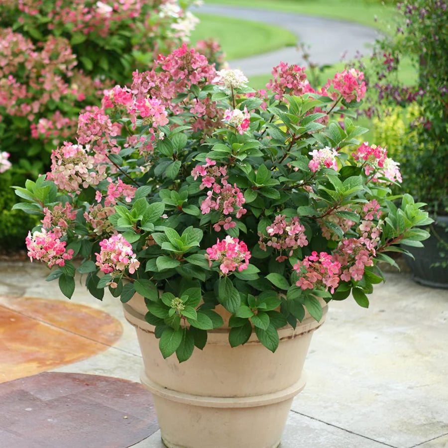 Fire Hydrangea Plant Live, in Quart Pot, 8-14" Tall Cold Hardy Hydrangea Flowering Shrub, Color Changing Flower