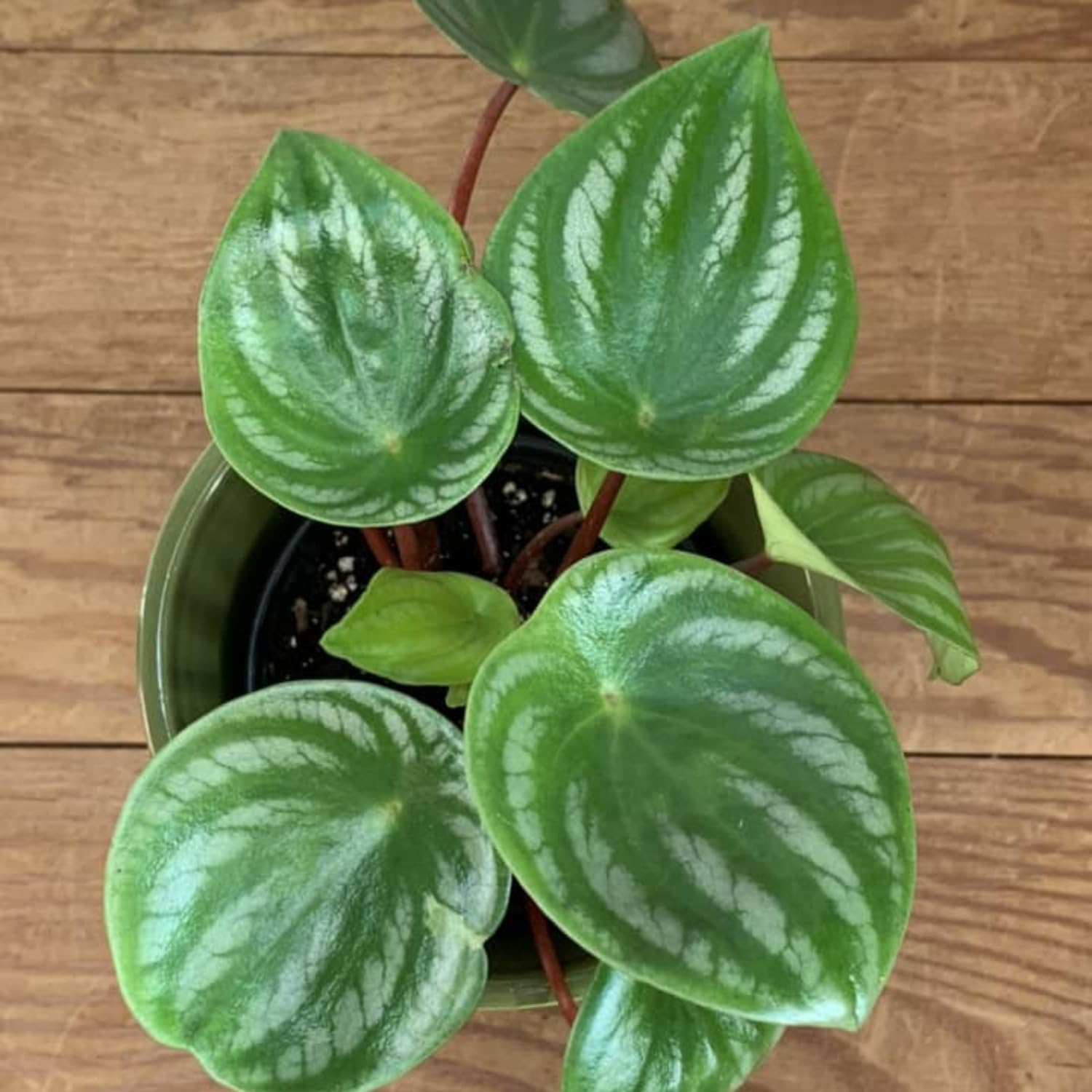 Peperomia Live Plant, Size 4 to 6 Inch Tall - Peperomia Watermelon Plant, Rooted Peperomia Houseplant Starter Plant Without Pot