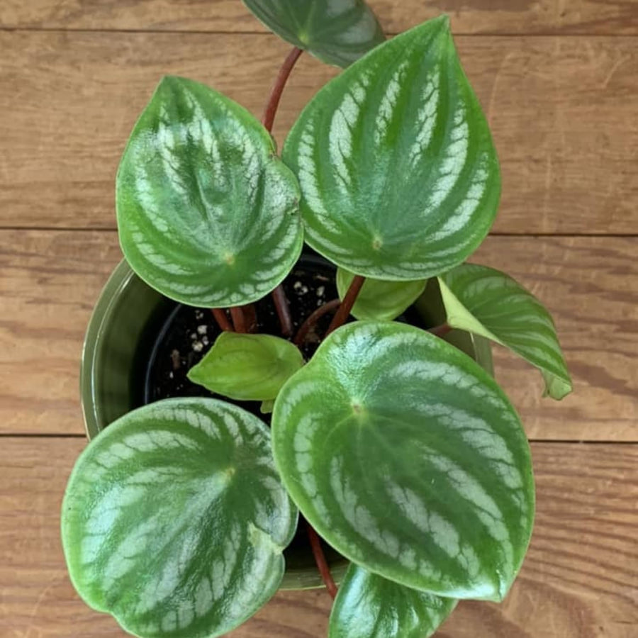 Peperomia Live Plant, Size 4 to 6 Inch Tall - Peperomia Watermelon Plant, Rooted Peperomia Houseplant Starter Plant Without Pot
