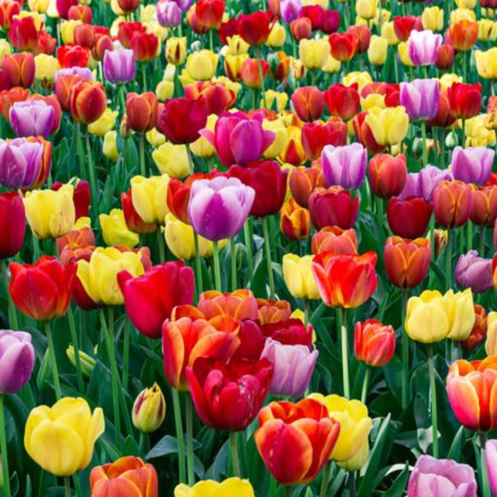 Pack of 10 Tulip Flower Bulbs, Mixed Color Tulip Flower Bulbs, Spring Blooming Bulbs for Planting