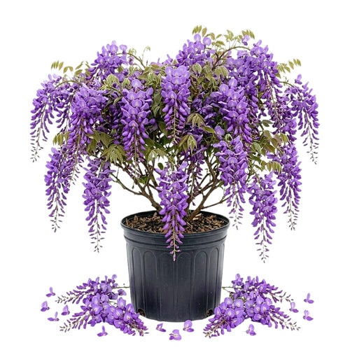 Purple Wisteria Tree Live Plant, Wisteria Live Plant, Purple Flower, 3-5 Inches Tall in 2.5 Inch Pot for Planting, Dormant in Winter