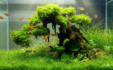 100 Aquarium Grass Seeds for Planting, Aquatic Plant Seeds Live Aquarium Plants, Aquarium Grass Plants