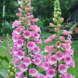 Pink Foxglove Live Plant 3-5 Inches Tall, Pink Foxglove Plant 3 Inch Pot, Flowering Perennial for Outdoor Garden