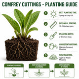 10 Comfrey Root Cuttings, Live Comfrey Plants for Planting, Fast Growing Perennial Herbs for Outdoor Garden