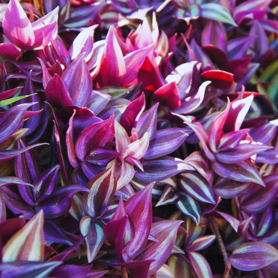 Set 2 Pink Wandering Jew Plants Live, Tradescantia Wandering Jew Live Plant, Trailing Vine Hanging Basket Plants from 5 Inc Long