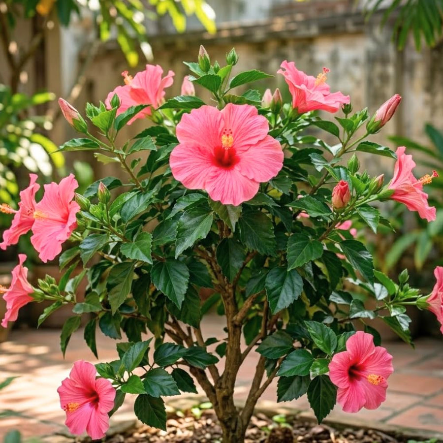 Pink Hibiscus Plant Live, Hardy Hibiscus Plants Live 5-7 Inches Tall, Vibrant Blooming Flower, Well-Rooted Plant for Home Garden Indoor Outdoor