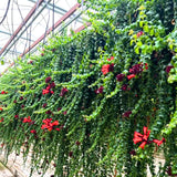 Rare Twisted Curly Lipstick Plant Live, Aeschynanthus Lipstick Houseplant in 3" Potted, Indoor Outdoor Trailing Plants