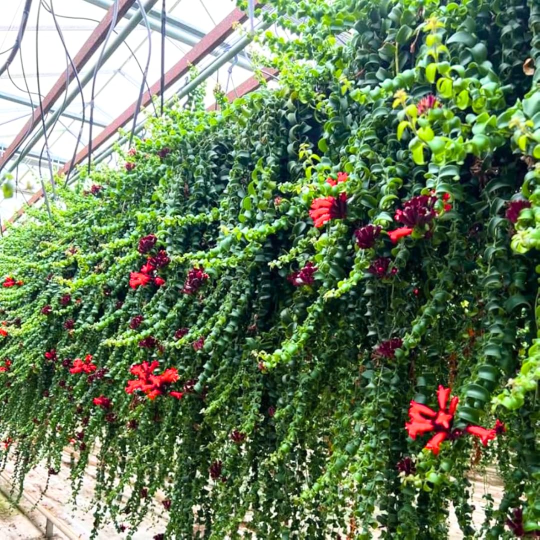 Rare Twisted Curly Lipstick Plant Live, Aeschynanthus Lipstick Houseplant in 3" Potted, Indoor Outdoor Trailing Plants