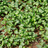 Set 500 Cilantro Seeds for Planting, Cilantro Seed, Fragrant and Fast Growing Herb Shrub, Ready for Planting Outdoor Garden