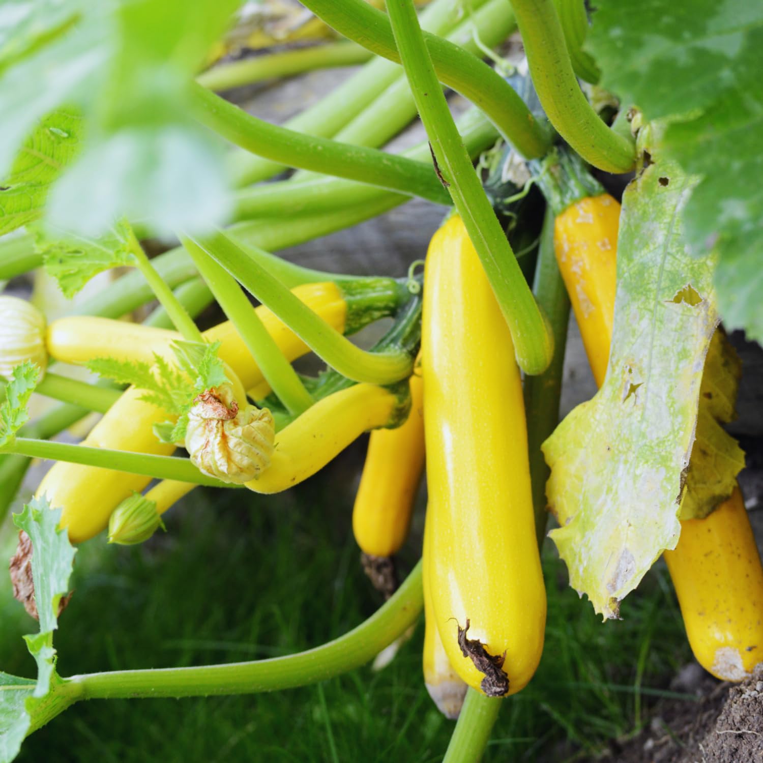 2 Yellow Zucchini Plants Live, 5-9 Inches Tall, Squash Vegetable Plant for Home Garden, Easy to Plant and High Yields