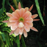 Epiphyllum Orchid Cactus Live Plant, 2 Plants Per Pot, Blooming Orchid Cactus for Indoor or Outdoor Growing (Salmon Epiphyllum)