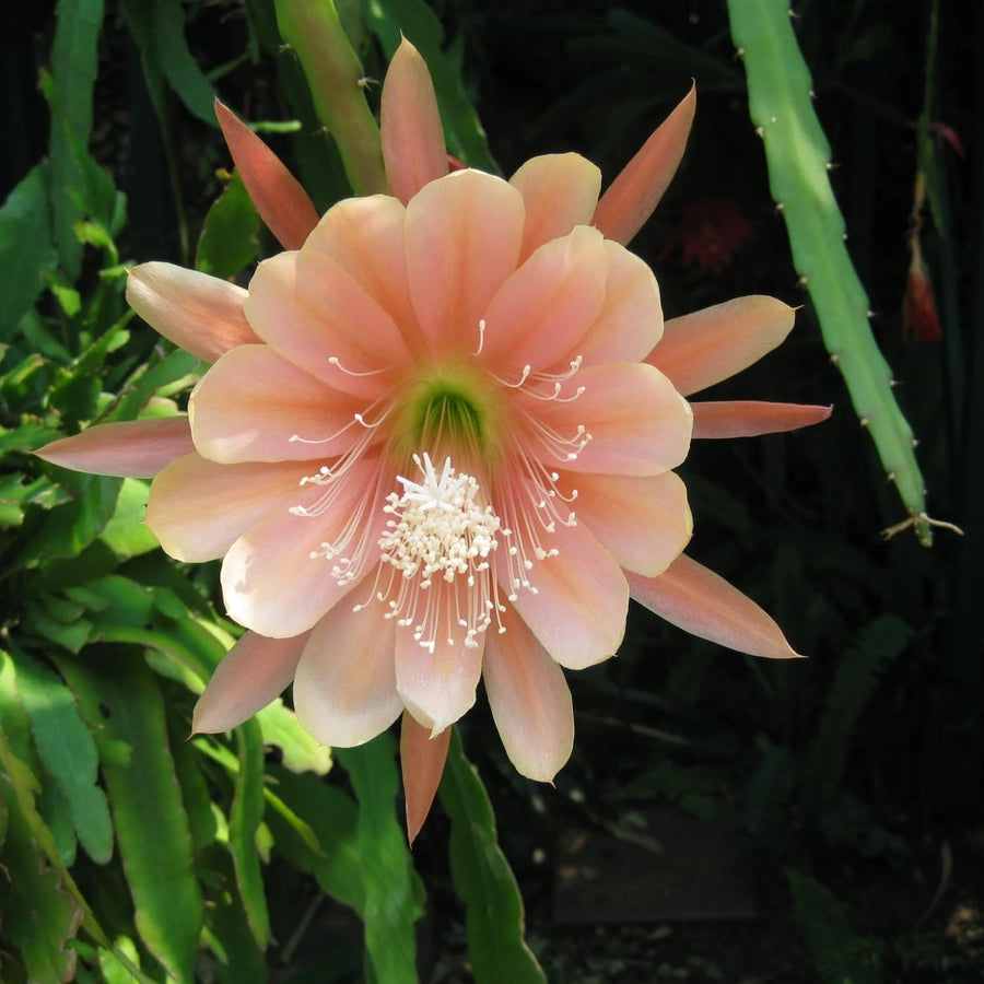 Epiphyllum Orchid Cactus Live Plant, 2 Plants Per Pot, Blooming Orchid Cactus for Indoor or Outdoor Growing (Salmon Epiphyllum)