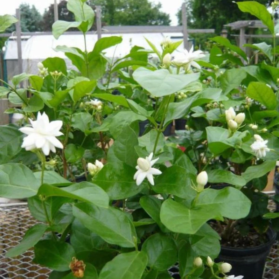 Arabian Jasmine Plant Live, Maid of Orleans Sambac Jasmine Live Plants Climbing Vine Indoor Outdoor Fragrant Flower Garden Planting