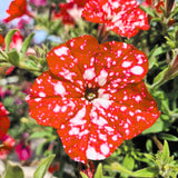 2 Petunia Live Plants, Strawberry Sky Petunia Flowers, Live Petunias Plants Outdoor Indoor, 5-9 Inch Tall