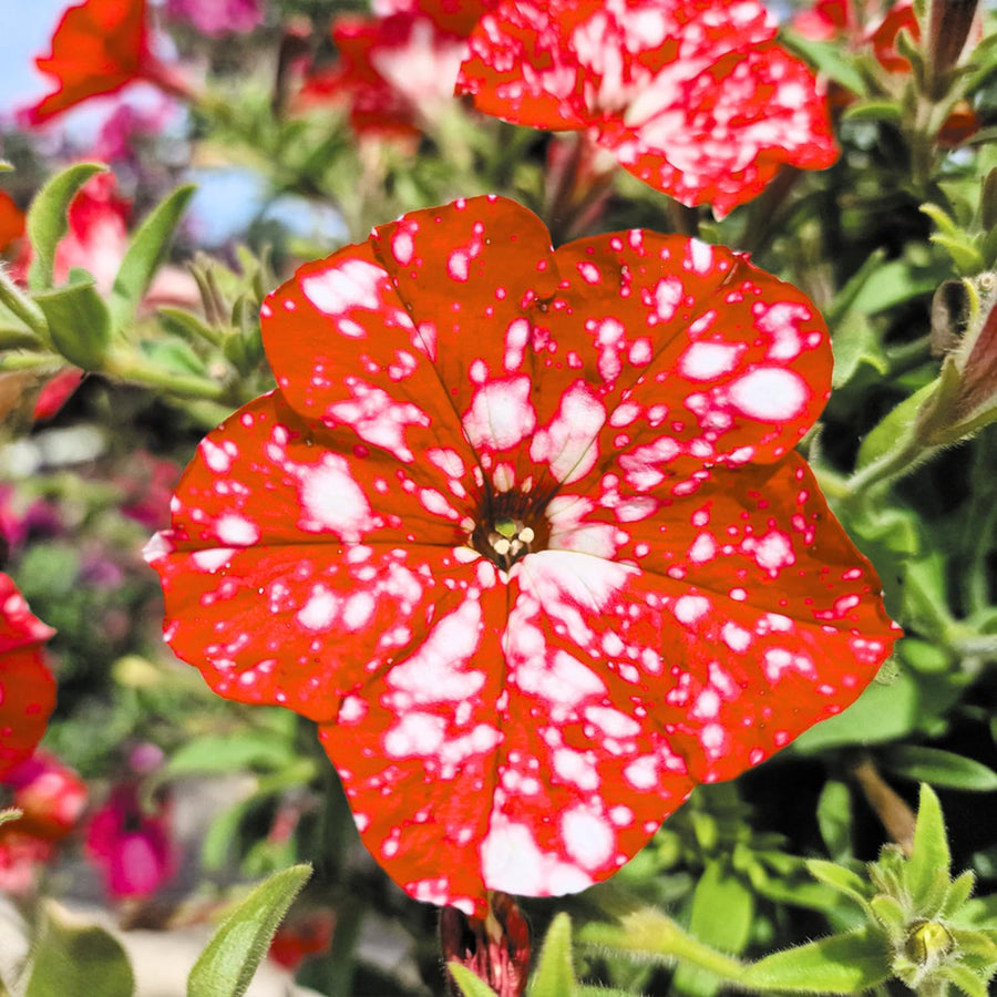 2 Petunia Live Plants, Strawberry Sky Petunia Flowers, Live Petunias Plants Outdoor Indoor, 5-9 Inch Tall
