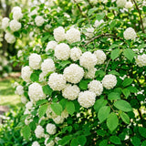Snowball Bush Live Plant, Snowball Viburnum Bush, 2.5 Inc Pot, 8-10 Inc Tall, Viburnum Live Plant for Outdoor Garden and Landscape
