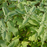 Set 2 Catnip Plants Live, Catnip Live Plants, 4-6 Inc Tall, Fragrant Herb Plant for Indoor Outdoor Containers and Herb Gardens
