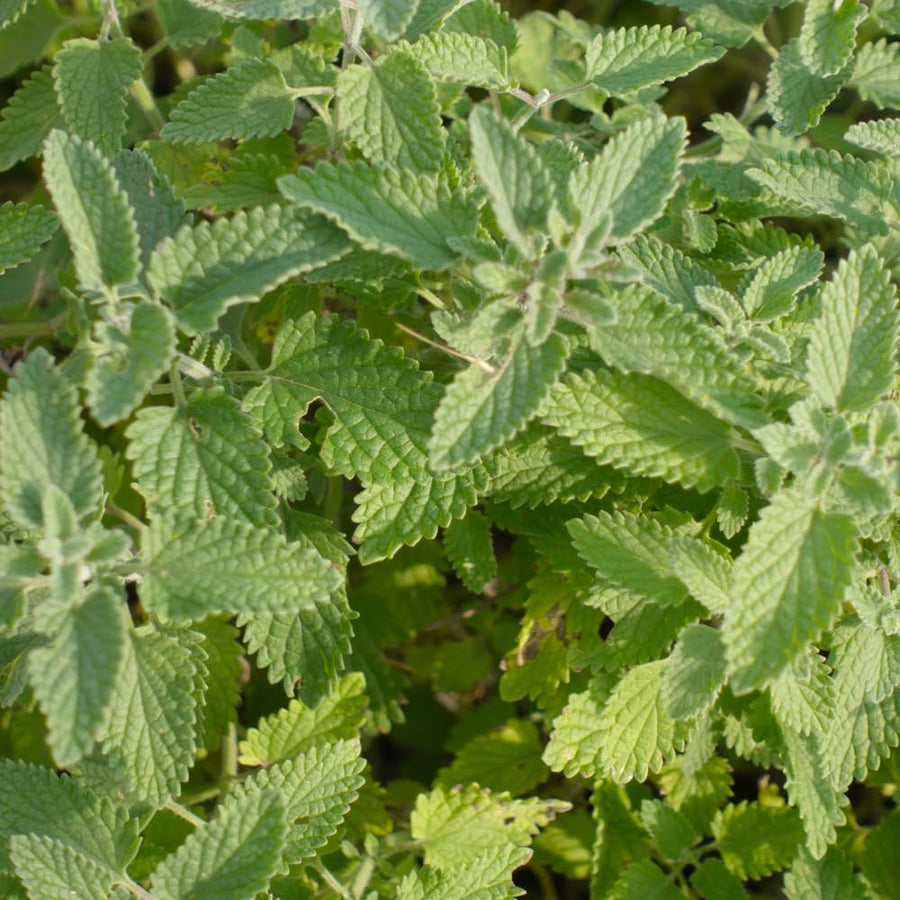 Set 2 Catnip Plants Live, Catnip Live Plants, 4-6 Inc Tall, Fragrant Herb Plant for Indoor Outdoor Containers and Herb Gardens