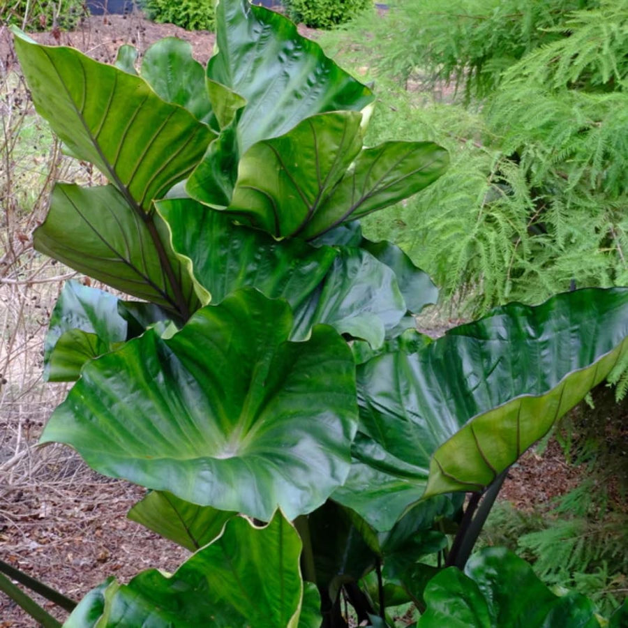 3 Colocasia Plants Live, Elephant Ear Caladium Esculenta Plants, 5 to 8 Inc Tall (Tea Cup)