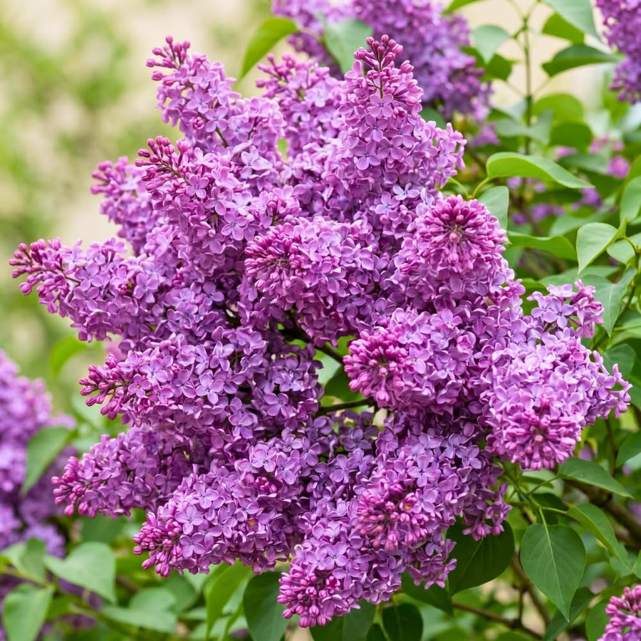 Old Fashion Lilac Bush Live Tree Plant, 1 Year Old Tree for Planting, 6 to 12 Inches in Tall, Hardy Shrub, Dormant in Winter
