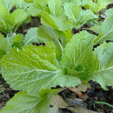 500 Florida Broadleaf Mustard Seeds, Green Mustard Vegetable Seed for Outdoor Garden, Easy Care for