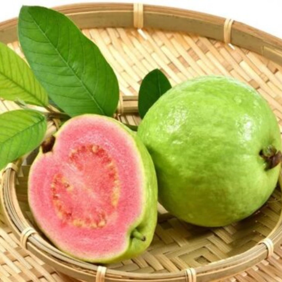 Pink Red Guava Tree Live Plant, 6 to 9 Inc, Guava Plant, Edible Home Garden Fruit Starter Plant