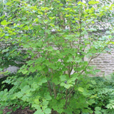 Witch Hazel Live Plant, Witchhazel Tree Plant Live 12-16 Inch Tall, Yellow Flower for Outdoor Landscaping and Garden, Dormant in Winter