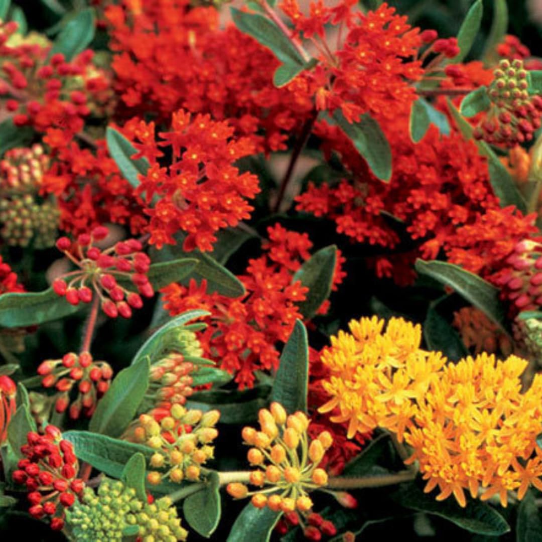 2 Mix Butterfly Milkweed Plants Live, Live Milkweed Plants, Asclepias Tuberosa Plant for Gardening, 5 to 7 Inc Tall