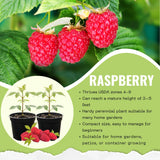 Set of 2 Live Red Raspberry Plants, Sweet Berry Shrubs, 3 Inch Pot for Growing