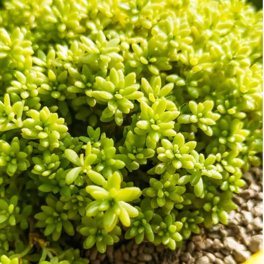 Sedum Plant Live, Small Sedum Succulent Plant, Succulent Live Plant Sedum in 6 Inches Pot for Planting in Garden
