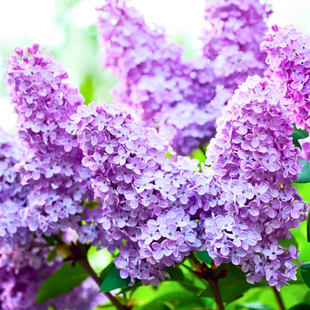 2 Purple Lilac Trees Live Plants, 1 to 2 Feet Height, Reblooming Lilac Plant Live for Planting Outdoors, Bareroots, No Leaves, Fragrant Flowers Bush Live Shrub