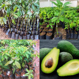 HASS Avocado Tree Live Plant, 8-10 Inches Tall, Hardy Avocado Fruit Tree for Indoor or Outdoor Growing