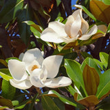 Southern Magnolia Plant Live 8-14 Inch Tall, Fragrant Magnolia Bush Live Plant, Magnolia Flowers for Enhancing Your Garden