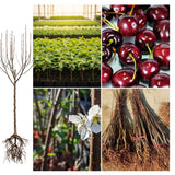 2 Black Cherry Trees Live Plant, Sweet Cherry Plant Live Fruit Tree, Bareroots Dormant 1-1.5 Feet Height, Wild Black Cherry Tree Plant for Planting