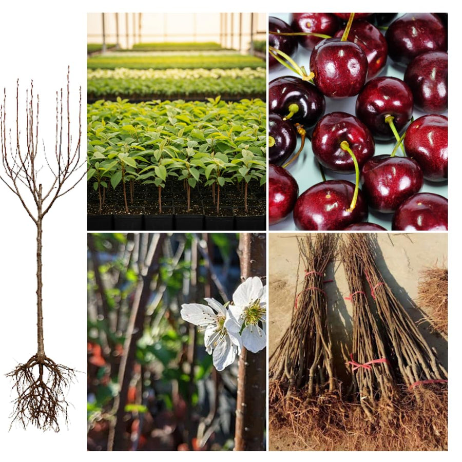 2 Black Cherry Trees Live Plant, Sweet Cherry Plant Live Fruit Tree, Bareroots Dormant 1-1.5 Feet Height, Wild Black Cherry Tree Plant for Planting