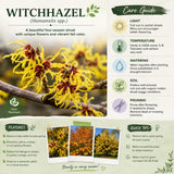 Witchhazel Live Plant, Yellow Flowering Bushes, 12-16 Inches Tall, Witch Hazel Plant for Outdoor Garden, Dormant in Winter
