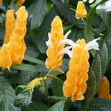 2 Shrimp Plants Live, Live Shrimp Plant for Garden, 5 to 7 Inc Tall (Yellow)