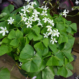 Green Oxalis Shamrock Plant, in 3.5" Pot, Hardy Perennial for Indoor Outdoor Growing